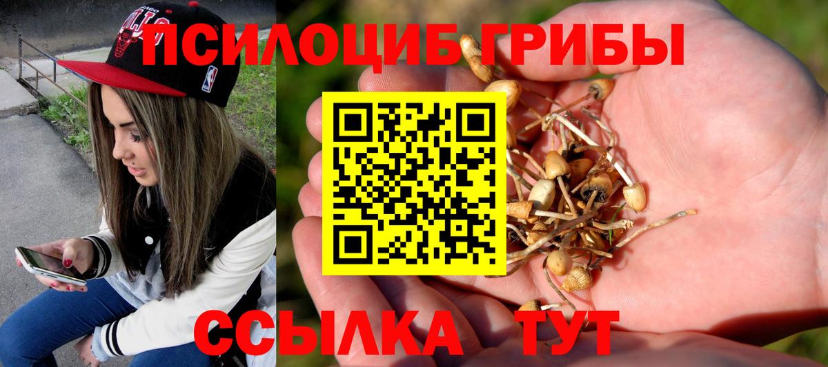Сунжа  Псилоцибиновые грибы Cubensis  хочу наркоту  Вход с VPN 
